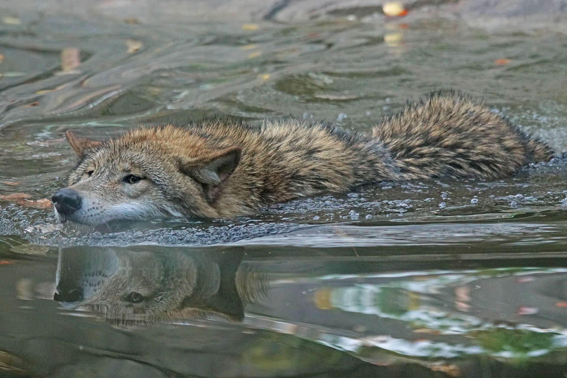 The Elusive Sea Wolves Emerge from the Fog Chowder Bucket